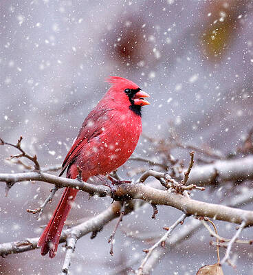 Singing in the Snow by Claudio Bacinello Singing in the Snow by Claudio Bacinello