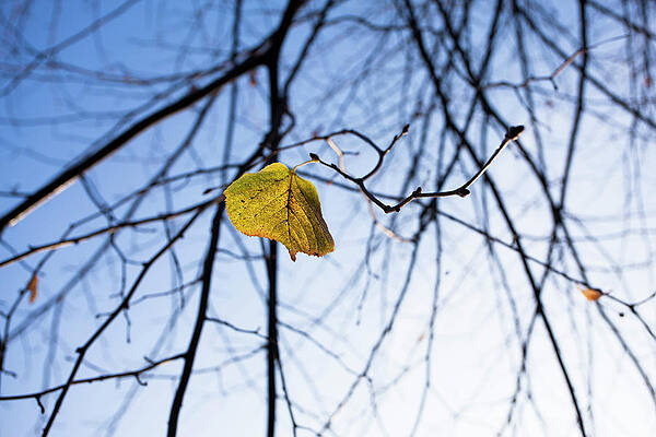 Surrealism Wall Art featuring the digital art Single Yellow Leaf Hanging On Branch by Helge Bias