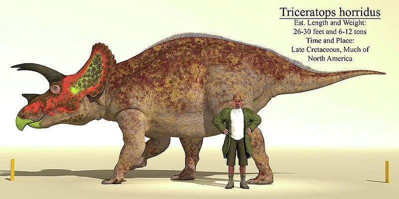 Size Reference Chart Of A Triceratops by Arthur Dorety Size Reference Chart Of A Triceratops by Arthur Dorety
