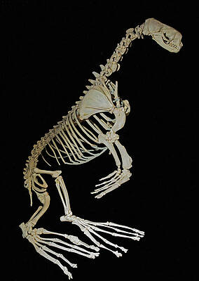 Wall Art - Photograph - Skeleton Of Fur Seal by Millard H. Sharp