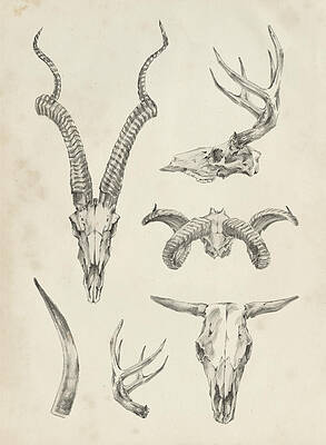 Wall Art - Painting - Skull & Antler Study I by Ethan Harper