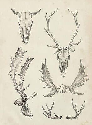 Wall Art - Painting - Skull & Antler Study II by Ethan Harper