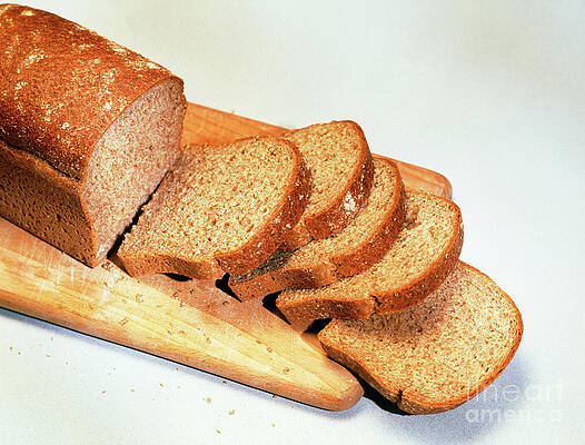 Bread Mold - Stock Image - C007/6142 - Science Photo Library