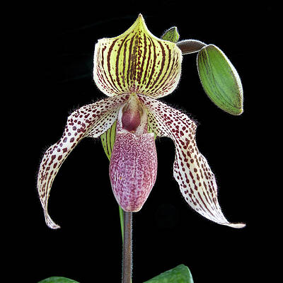 Slipper Orchid Art For Sale