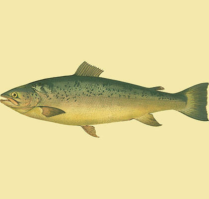 Wall Art - Painting - Small Antique Fish V by Vision Studio
