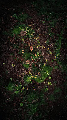 small tree seen from above by Stefano Carella small tree seen from above by Stefano Carella