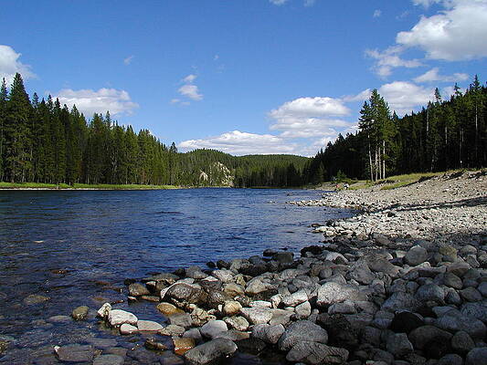 Wall Art - Photograph - Snake River With The Forest On A Clear by Drflet