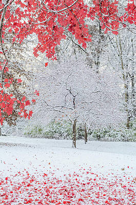 Wall Art - Photograph - Snow Covered Tree and Red Leaves by Tamara Becker