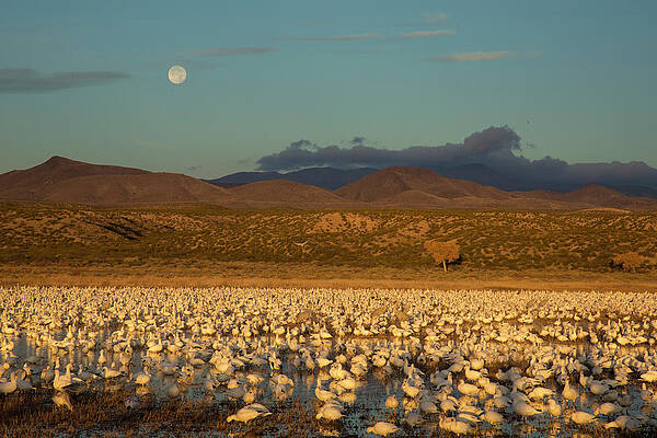Wall Art - Photograph - Snow Geese Large Flock In Pool At Bosque Del Apache by Marie Read / Naturepl.com