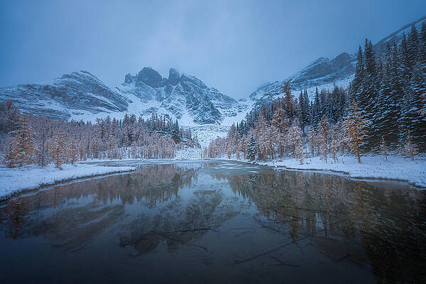 Wall Art - Photograph - Snow-kissed Elegance by Jie Xiao