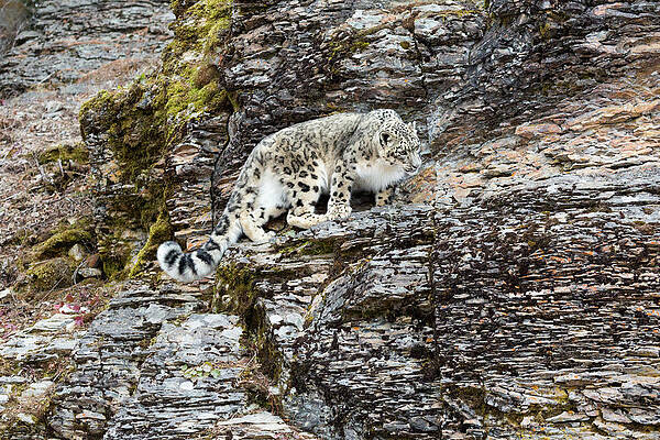 Snow Leopard on Ledge Looking at Something by June Jacobsen Snow Leopard on Ledge Looking at Something by June Jacobsen