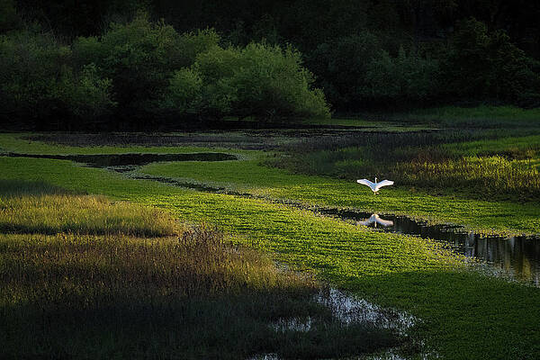 Snowy Egret by Shelby Erickson Snowy Egret by Shelby Erickson