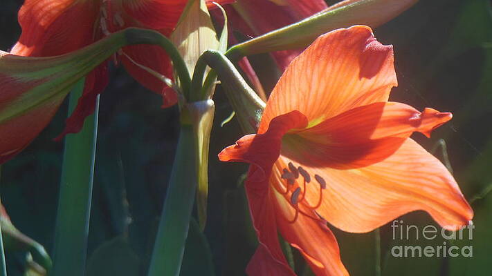 Soft Morning Petal by Michael Neil