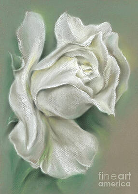 Soft White Rose by MM Anderson Soft White Rose by MM Anderson