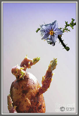 Sonata for Solo Potato by Klaus Jaritz Sonata for Solo Potato by Klaus Jaritz