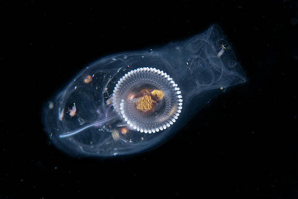Wall Art - Photograph - Solitary Salp Full Of Various Surfing Animals Such As by Magnus Lundgren / Naturepl.com