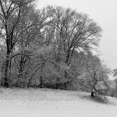 Sometimes the Trees in April by Corey Habbas Sometimes the Trees in April by Corey Habbas