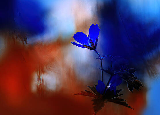 Wall Art - Photograph - Sommargld. by Ylva Sjgren