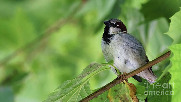 Wall Art - Photograph - Sparrow Perched on a Tree Branch by Sapiens Verbum