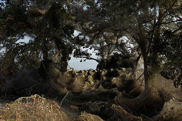 Wall Art - Photograph - Spider Webs Blanket Trees and Bushes by Alexandros Avramidis