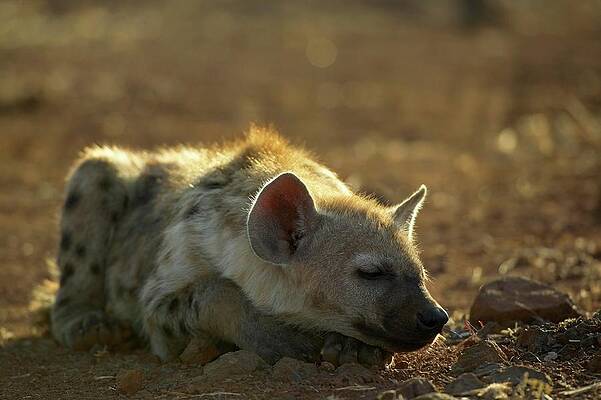 Wall Art - Photograph - Spotted Hyaena ( Crocuta Crocuta) Cub by Roger De La Harpe