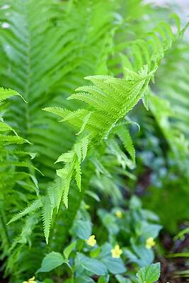 Spring Ferns by Linda L Brobeck Spring Ferns by Linda L Brobeck