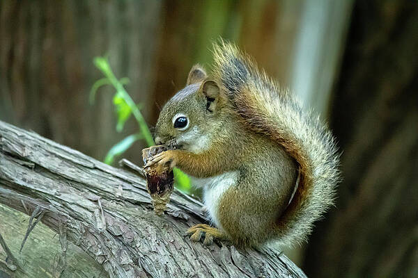 Wall Art - Photograph - Squirrel with nut by SAURAVphoto Online Store