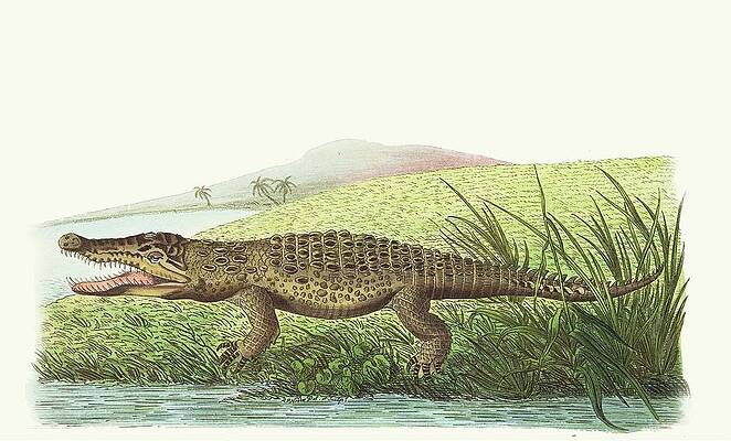Wall Art - Painting - St Domingo Crocodile by George Shaw
