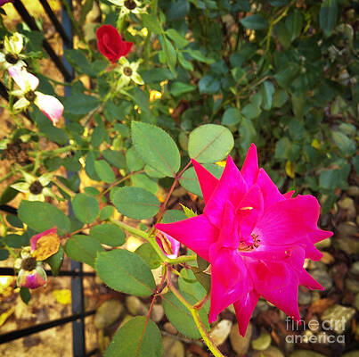 Standout Star by Robert Knight Standout Star by Robert Knight