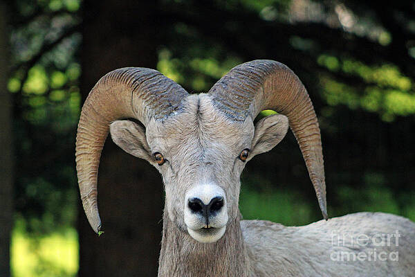 Staredown by Li Newton Staredown by Li Newton