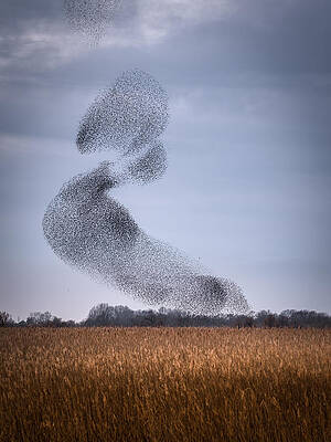 Wall Art - Photograph - Starling Dance by Ruben Ramos