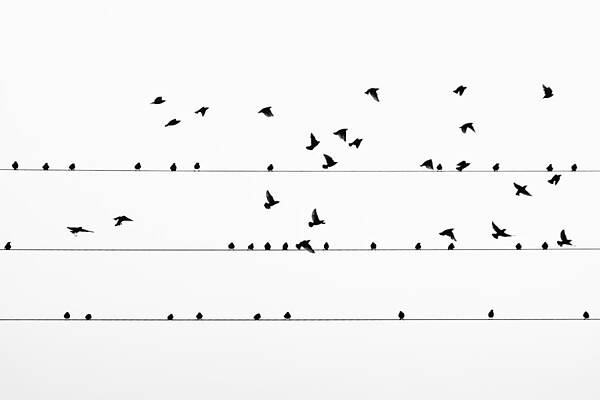 Wall Art - Photograph - Starlings by Rui Ferreira
