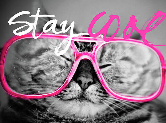 Wall Art - Photograph - Stay Cool Cat by Sd Graphics Studio