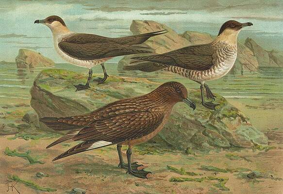 Wall Art - Painting - Stercorarius Parasiticus, Stercorarius Skua by Johann Friedrich Naumann