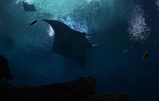 Stingray and Fish by Warren Thompson Stingray and Fish by Warren Thompson