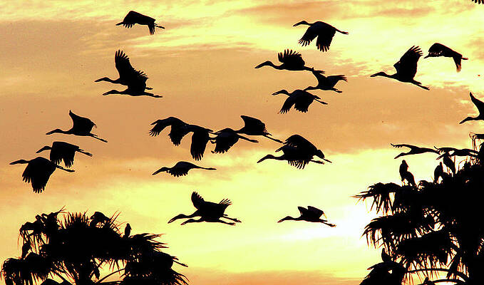 Wall Art - Photograph - Storks Fly During Early Morning by Sukree Sukplang