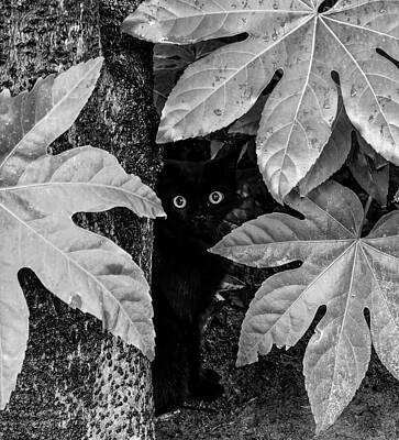 Wall Art - Photograph - Stray Cat In The Rain by New Impressionist-zou Shengrong