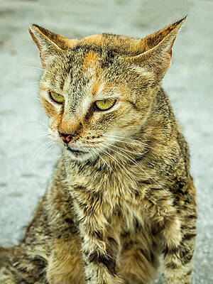 Stray Cat Stare by Nick Bywater Stray Cat Stare by Nick Bywater