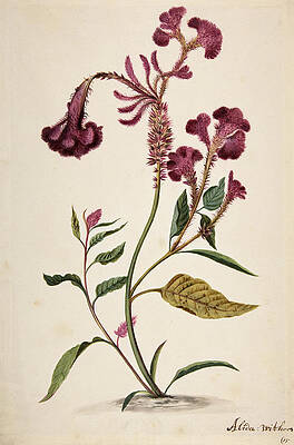 Wall Art - Painting - Study of a Hanekam -Celosia argentea-. by Alida Withoos
