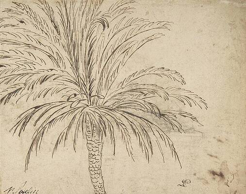 Wall Art - Drawing - Study Of A Palm Tree by Nicolas Poussin