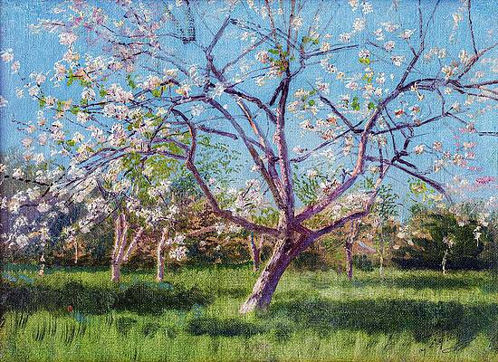 Wall Art - Photograph - Study Of Blooming Trees In An Orchard by Dec925