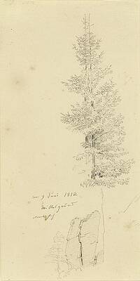 Wall Art - Drawing - Study Of Pine Trees And A Rock by Caspar David Friedrich