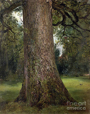 Wall Art - Painting - Study Of The Trunk Of An Elm Tree, C.1821 by John Constable