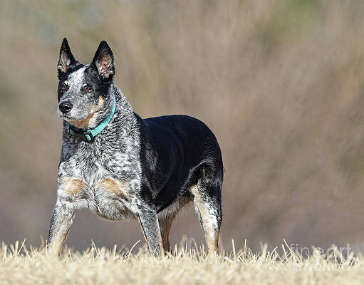 Stumpy tail cattle dogs for sale 2025