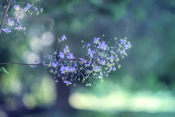 Summer Blossom by June Marie Sobrito Summer Blossom by June Marie Sobrito
