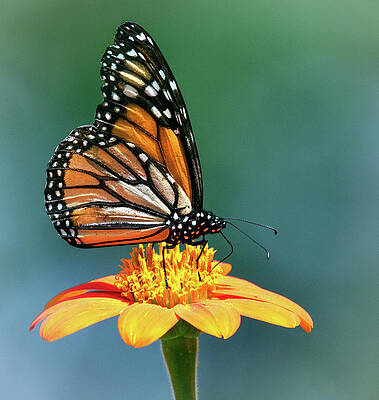 Wall Art - Photograph - Summer Prance by Art Cole