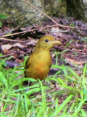 Summer Tanager II by Karen Stansberry Summer Tanager II by Karen Stansberry