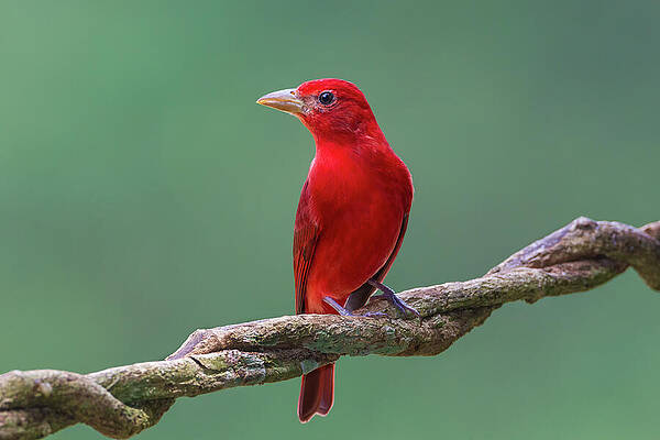 Wall Art - Photograph - Summer Tanager Male, Selva Verde, Costa by Melvin Grey / Naturepl.com