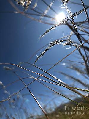 Sun Grass Dance by Nadine Rippelmeyer Sun Grass Dance by Nadine Rippelmeyer