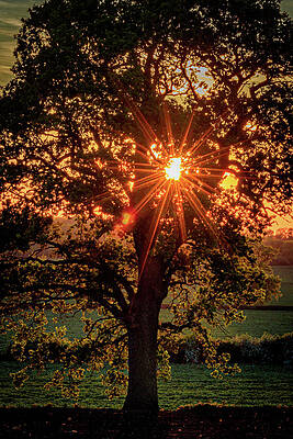 Sun lit tree by Joe Rey Sun lit tree by Joe Rey